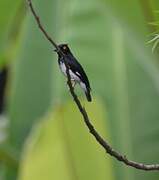 Black-and-white Shrike-flycatcher