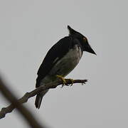 Black-and-white Shrike-flycatcher