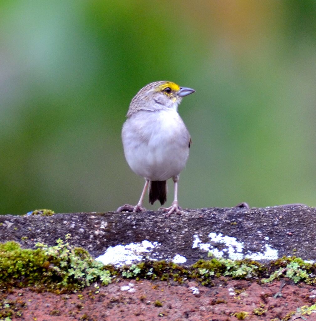 Yellow-browed Sparrowadult, identification