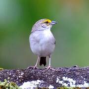 Yellow-browed Sparrow