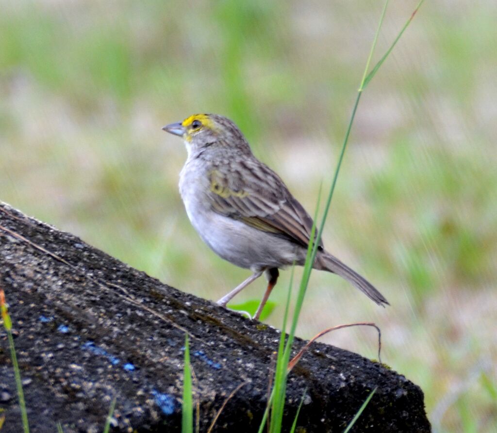 Bruant à front d'oradulte, identification