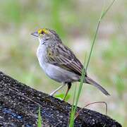 Yellow-browed Sparrow