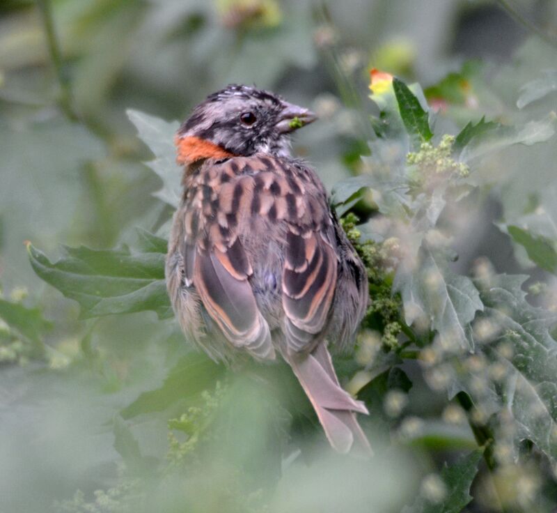 Rufous-collared Sparrowjuvenile, identification, feeding habits, eats
