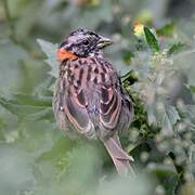 Rufous-collared Sparrow