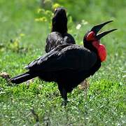 Southern Ground Hornbill