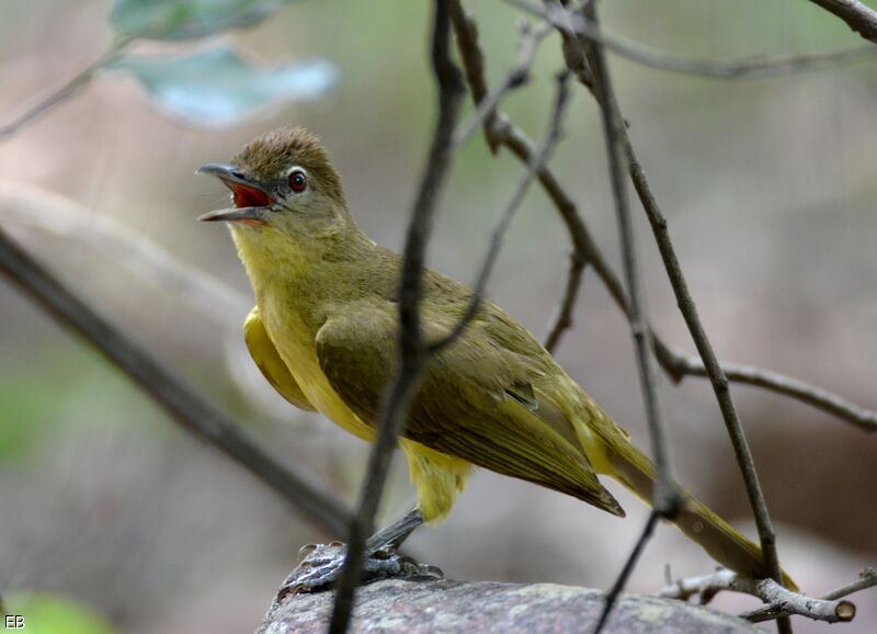 Yellow-bellied Greenbuladult, identification