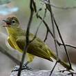 Bulbul à poitrine jaune