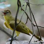 Yellow-bellied Greenbul