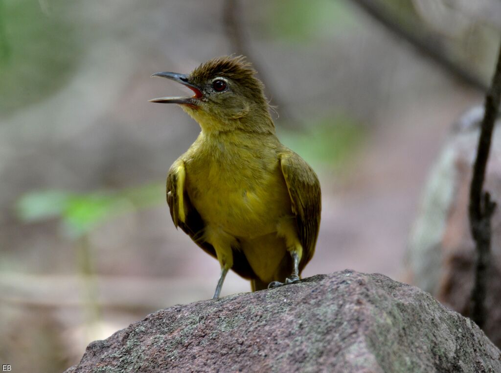 Bulbul à poitrine jauneadulte, identification