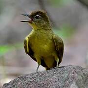 Yellow-bellied Greenbul