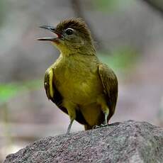 Bulbul à poitrine jaune