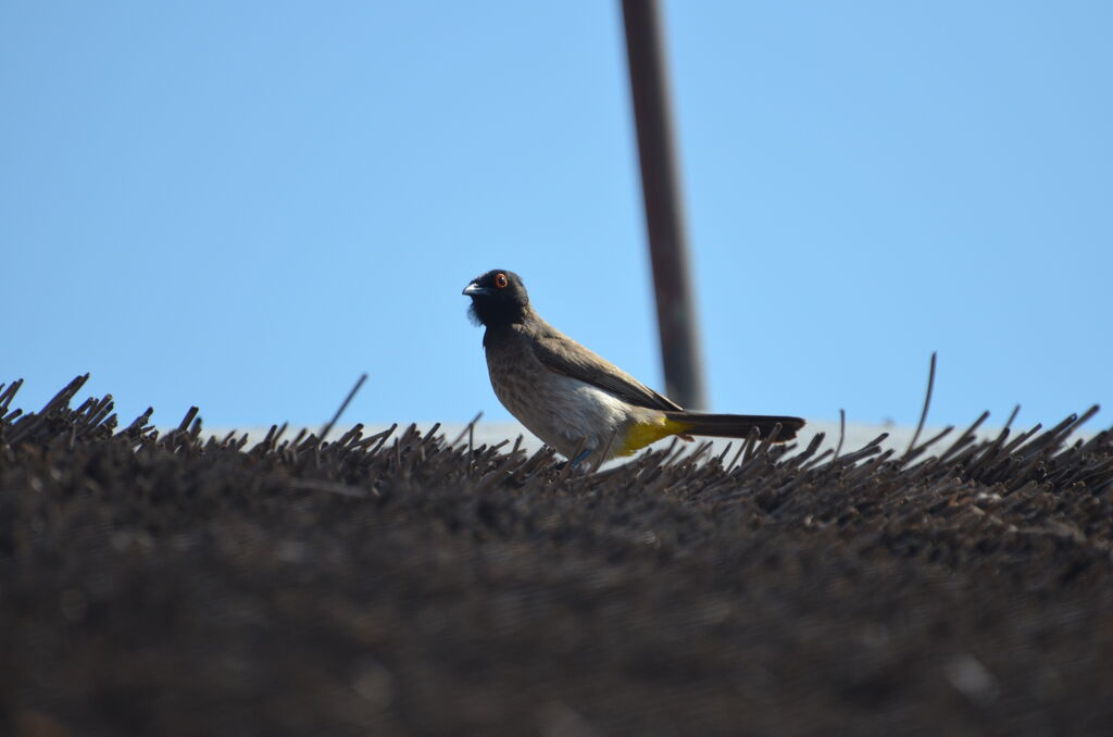 Bulbul brunoiradulte, identification