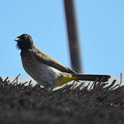 African Red-eyed Bulbul