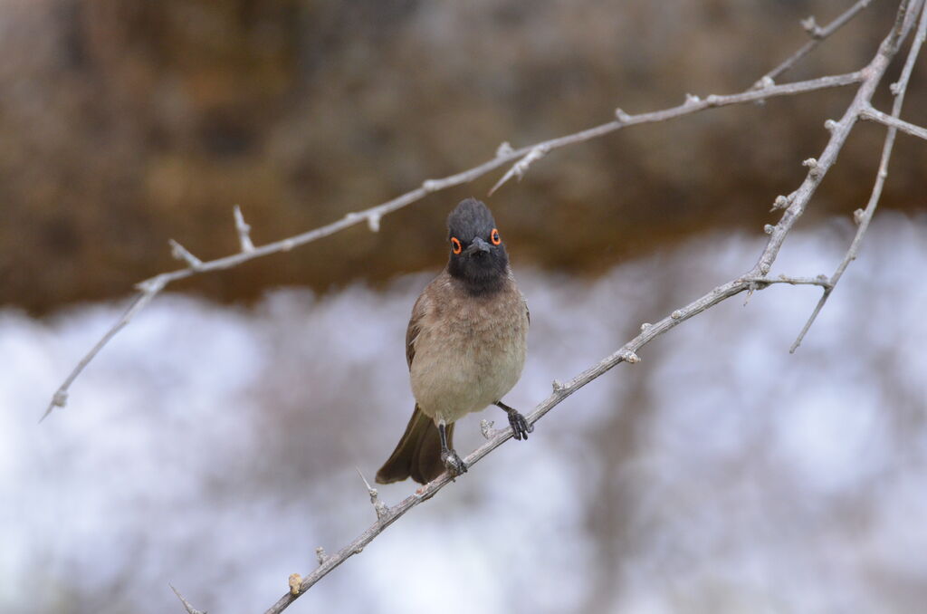 African Red-eyed Bulbuladult, identification