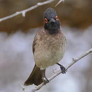 African Red-eyed Bulbul