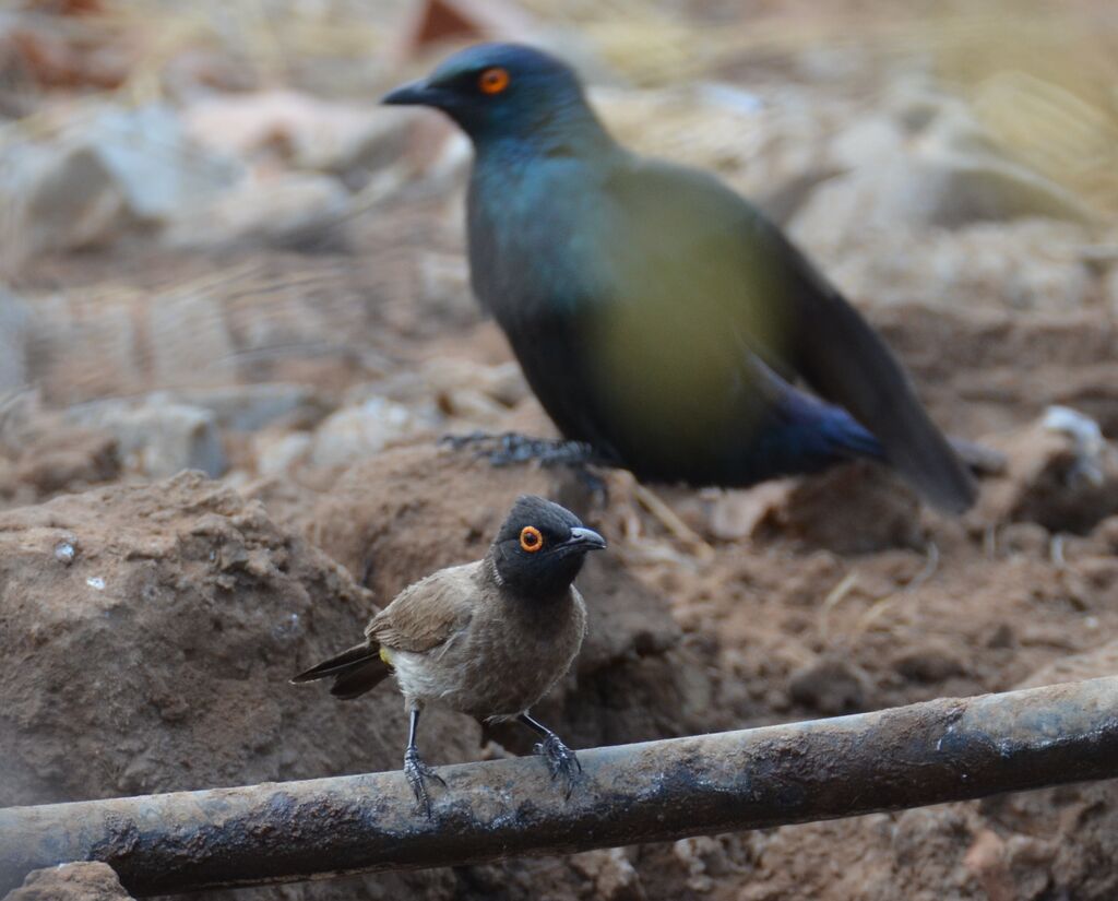 African Red-eyed Bulbuladult, identification