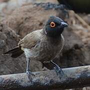 African Red-eyed Bulbul