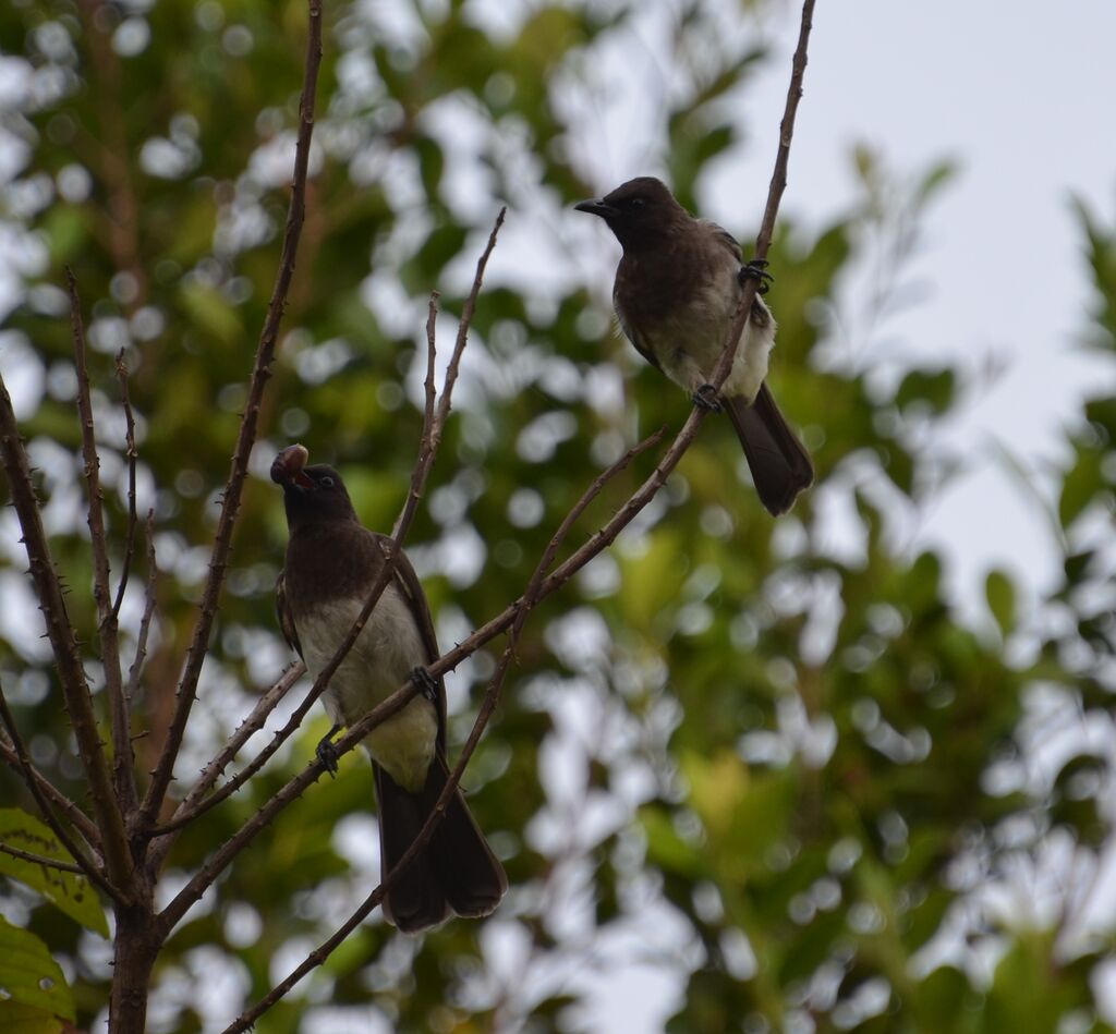 Bulbul des jardins 