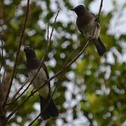 Common Bulbul