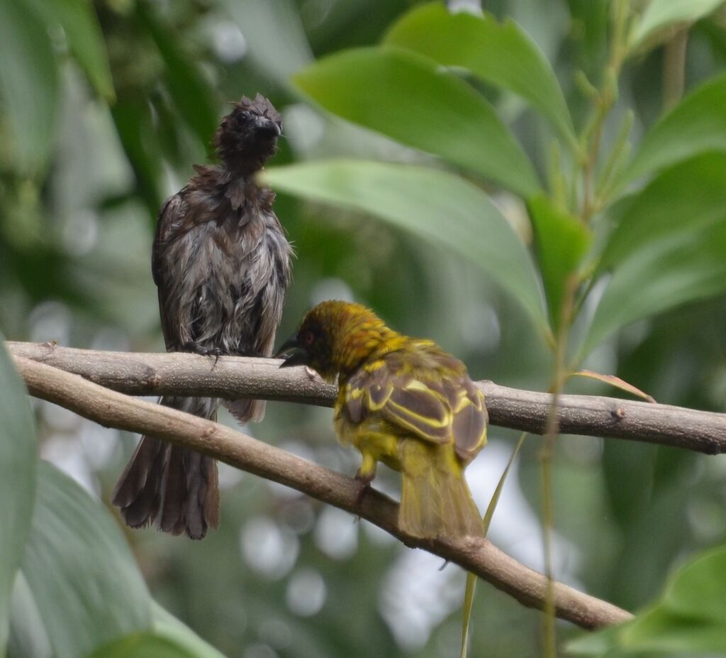 Bulbul des jardinsjuvénile, identification