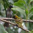 Bulbul des jardins