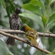 Common Bulbul