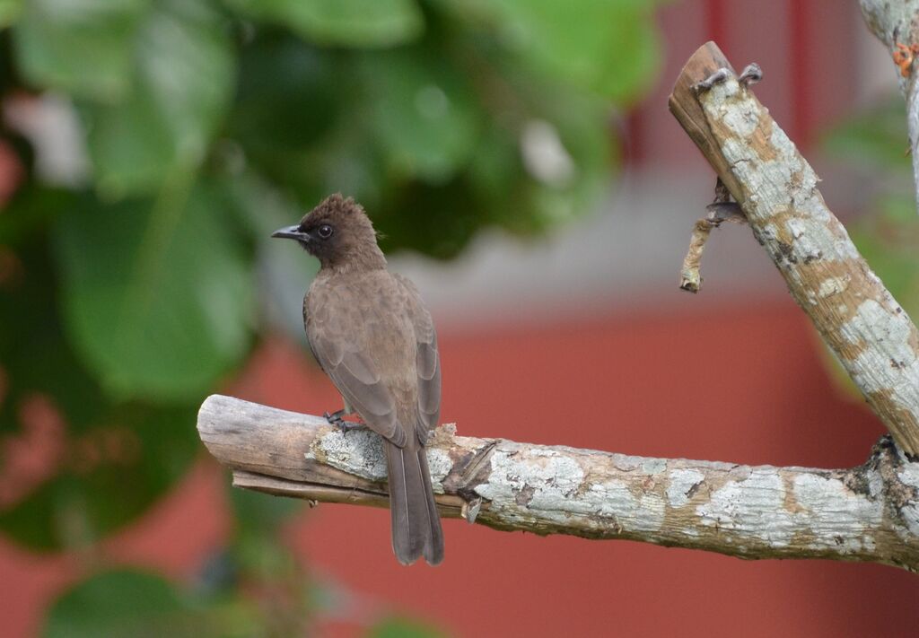 Bulbul des jardinsadulte, identification