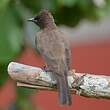 Bulbul des jardins