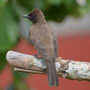 Common Bulbul