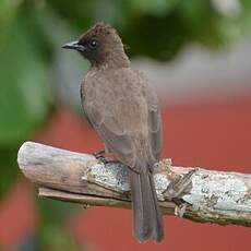 Bulbul des jardins