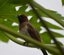 Common Bulbul