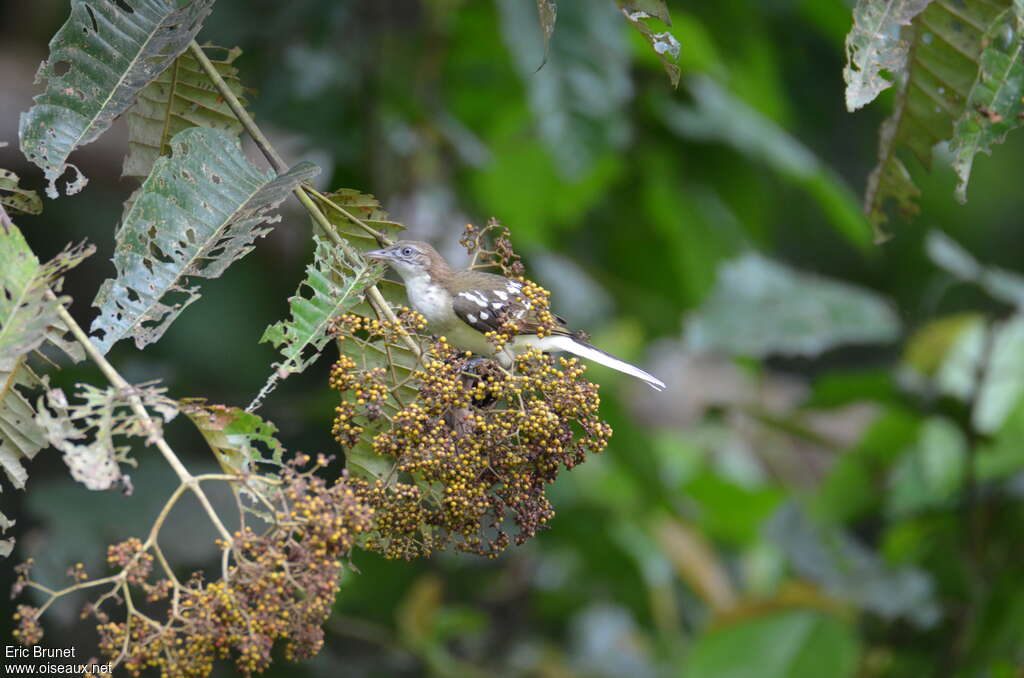 Spotted Greenbuladult, feeding habits