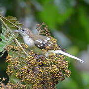 Spotted Greenbul