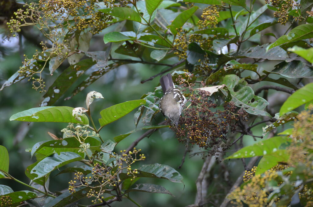 Bulbul tachetéadulte, identification, régime