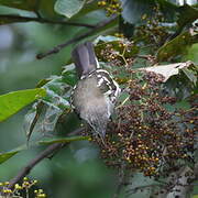 Spotted Greenbul