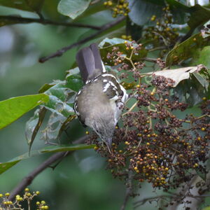 Bulbul tacheté