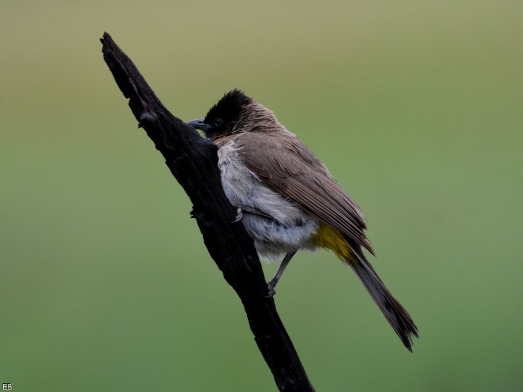 Dark-capped Bulbuladult, identification