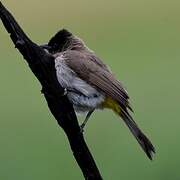 Dark-capped Bulbul