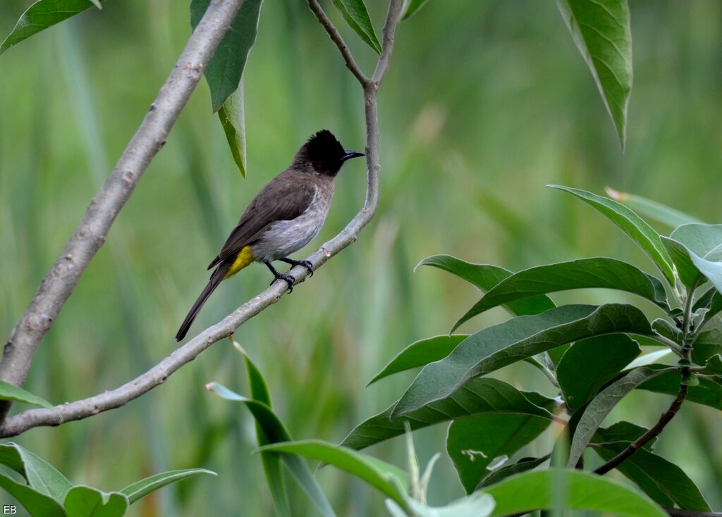 Dark-capped Bulbuladult, identification