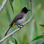 Bulbul tricolore