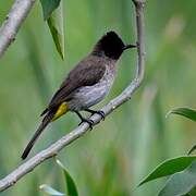 Bulbul tricolore