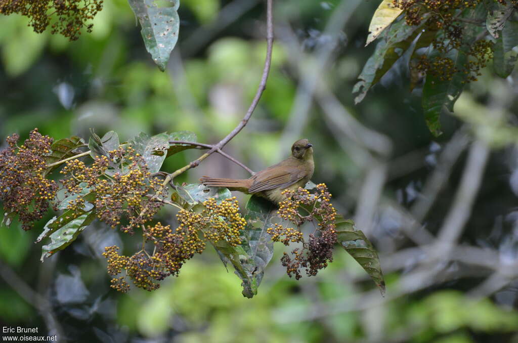 Bulbul verdâtreadulte, régime