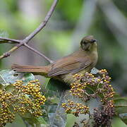 Little Greenbul