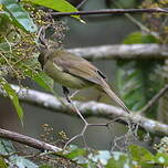 Bulbul verdâtre