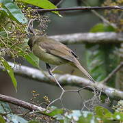 Little Greenbul