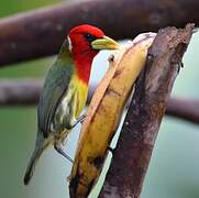 Red-headed Barbet