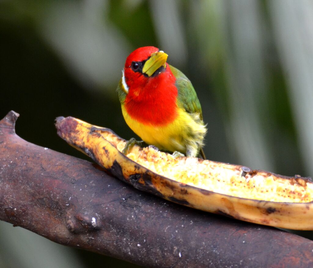 Red-headed Barbet male adult, identification, feeding habits, eats