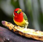 Red-headed Barbet