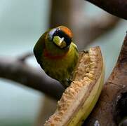 Red-headed Barbet