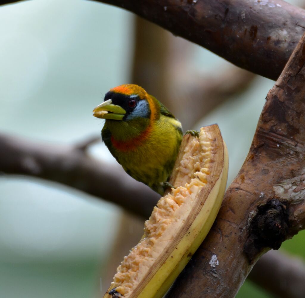 Red-headed Barbet female adult, feeding habits, eats